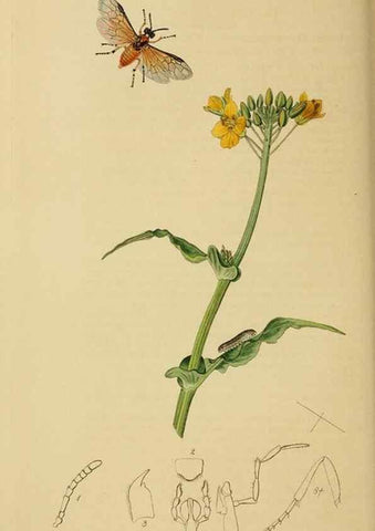 Reproducción/Reproduction 8044229583: British entomology;. London,Printed for the author,1823-40.