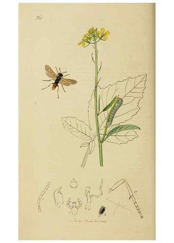Reproducción/Reproduction 8044230117: British entomology;. London,Printed for the author,1823-40.