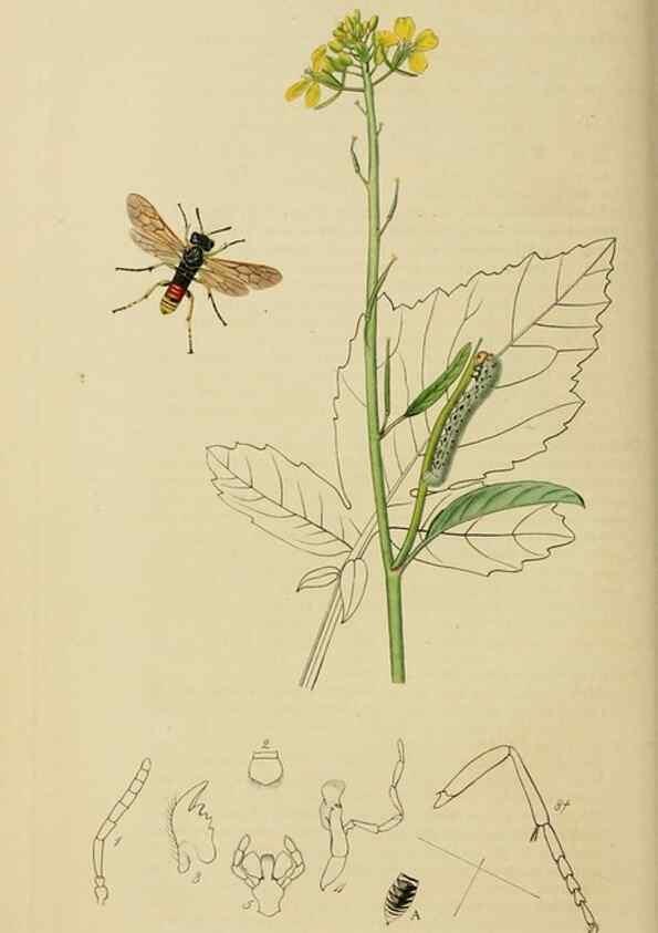Reproducción/Reproduction 8044230117: British entomology;. London,Printed for the author,1823-40.
