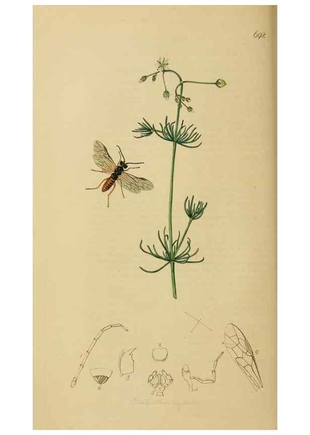 Reproducción/Reproduction 8044241436: British entomology;. London,Printed for the author,1823-40.