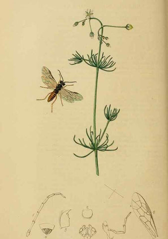 Reproducción/Reproduction 8044241436: British entomology;. London,Printed for the author,1823-40.