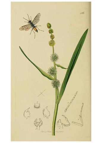 Reproducción/Reproduction 8044242262: British entomology;. London,Printed for the author,1823-40.