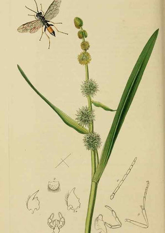 Reproducción/Reproduction 8044242262: British entomology;. London,Printed for the author,1823-40.
