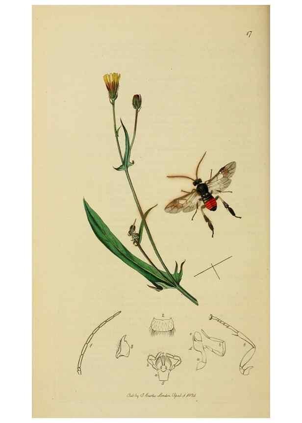 Reproducción/Reproduction 8044232301: British entomology;. London,Printed for the author,1823-40.