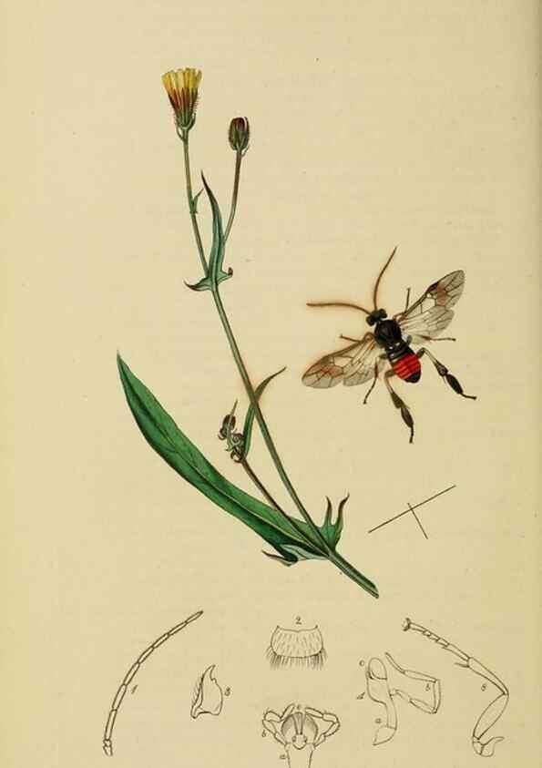 Reproducción/Reproduction 8044232301: British entomology;. London,Printed for the author,1823-40.