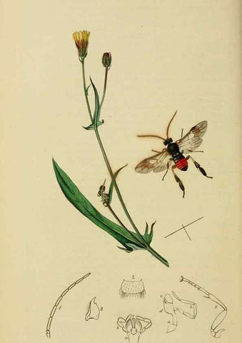 Reproducción/Reproduction 8044232301: British entomology;. London,Printed for the author,1823-40.
