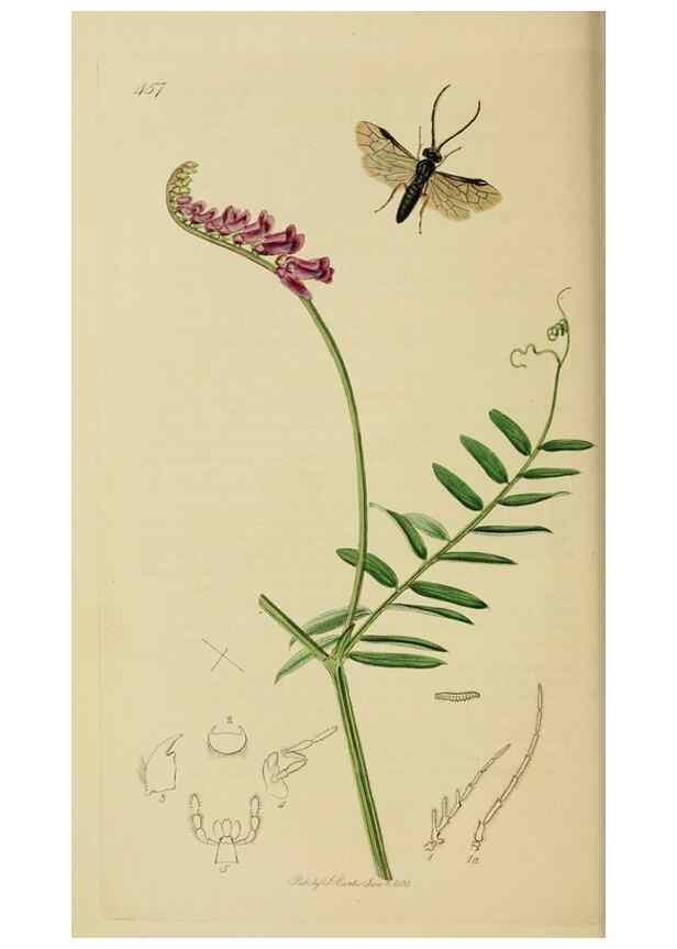 Reproducción/Reproduction 8044232979: British entomology;. London,Printed for the author,1823-40.