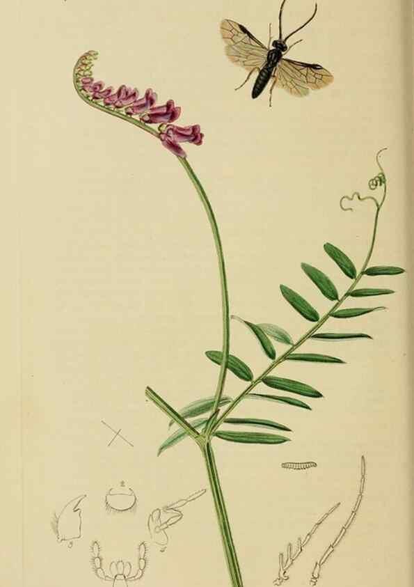 Reproducción/Reproduction 8044232979: British entomology;. London,Printed for the author,1823-40.
