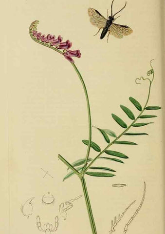 Reproducción/Reproduction 8044232979: British entomology;. London,Printed for the author,1823-40.