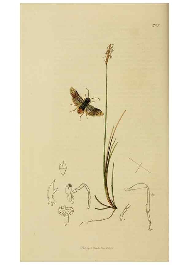 Reproducción/Reproduction 8044233601: British entomology;. London,Printed for the author,1823-40.