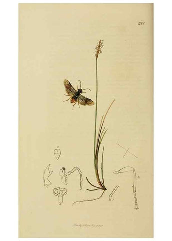 Reproducción/Reproduction 8044233601: British entomology;. London,Printed for the author,1823-40.
