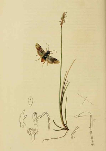Reproducción/Reproduction 8044233601: British entomology;. London,Printed for the author,1823-40.