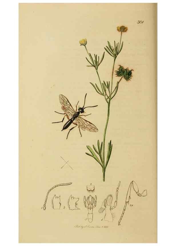 Reproducción/Reproduction 8044234509: British entomology;. London,Printed for the author,1823-40.