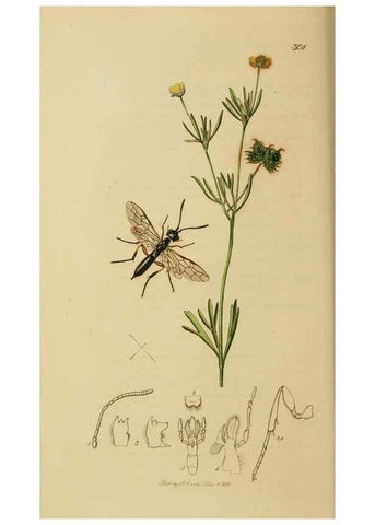 Reproducción/Reproduction 8044234509: British entomology;. London,Printed for the author,1823-40.