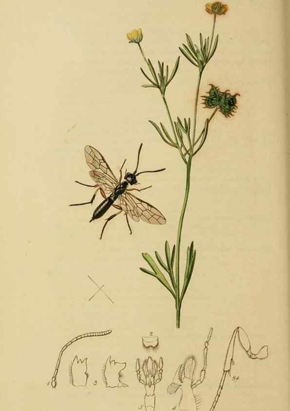 Reproducción/Reproduction 8044234509: British entomology;. London,Printed for the author,1823-40.