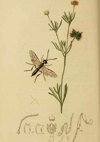 Reproducción/Reproduction 8044234509: British entomology;. London,Printed for the author,1823-40.