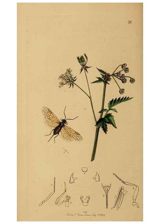 Reproducción/Reproduction 8044235151: British entomology;. London,Printed for the author,1823-40.