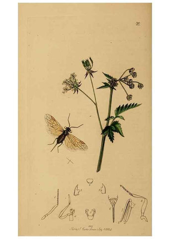 Reproducción/Reproduction 8044235151: British entomology;. London,Printed for the author,1823-40.