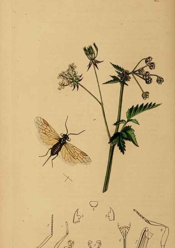 Reproducción/Reproduction 8044235151: British entomology;. London,Printed for the author,1823-40.