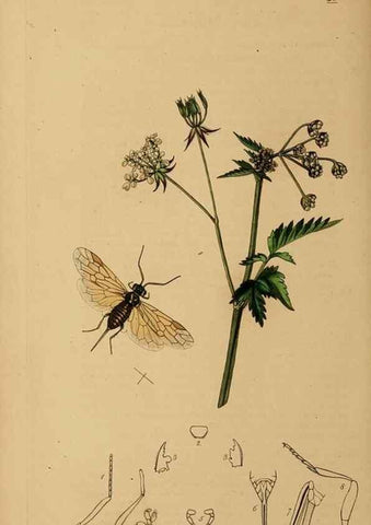 Reproducción/Reproduction 8044235151: British entomology;. London,Printed for the author,1823-40.