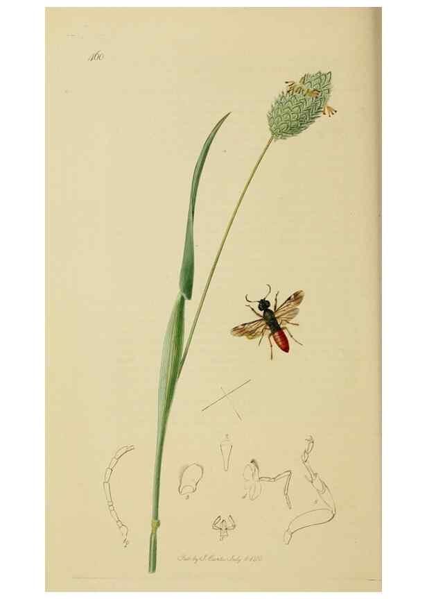 Reproducción/Reproduction 8044235885: British entomology;. London,Printed for the author,1823-40.