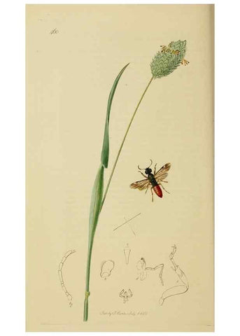 Reproducción/Reproduction 8044235885: British entomology;. London,Printed for the author,1823-40.