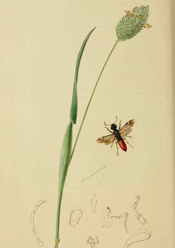 Reproducción/Reproduction 8044235885: British entomology;. London,Printed for the author,1823-40.