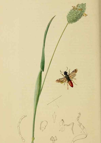 Reproducción/Reproduction 8044235885: British entomology;. London,Printed for the author,1823-40.