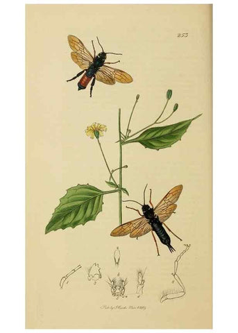 Reproducción/Reproduction 8044247202: British entomology;. London,Printed for the author,1823-40.