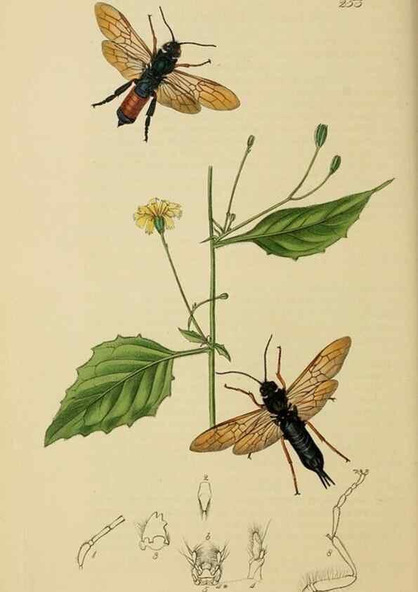 Reproducción/Reproduction 8044247202: British entomology;. London,Printed for the author,1823-40.
