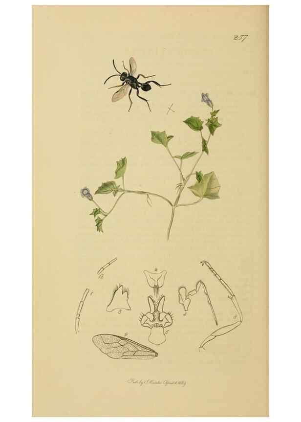Reproducción/Reproduction 8044237149: British entomology;. London,Printed for the author,1823-40.