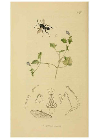 Reproducción/Reproduction 8044237149: British entomology;. London,Printed for the author,1823-40.