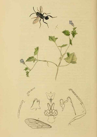 Reproducción/Reproduction 8044237149: British entomology;. London,Printed for the author,1823-40.
