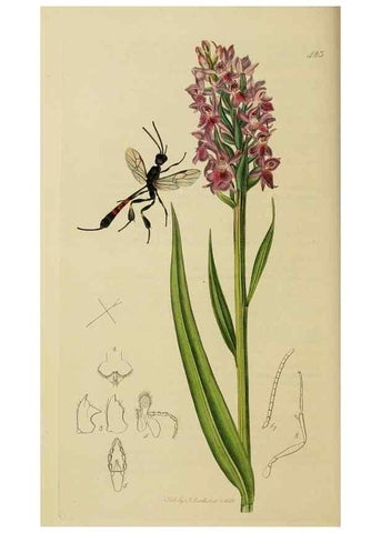 Reproducción/Reproduction 8044248744: British entomology;. London,Printed for the author,1823-40.