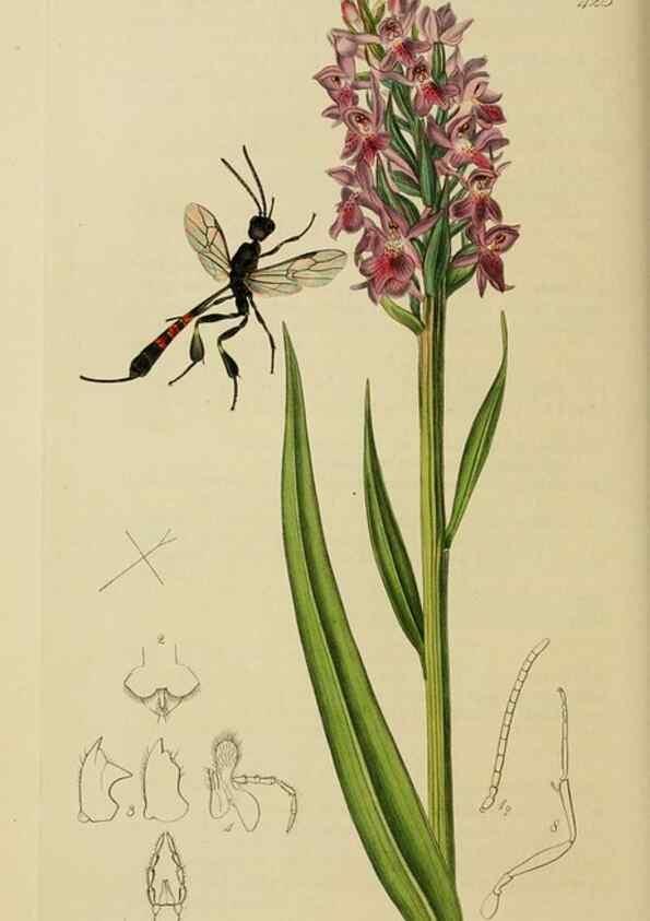 Reproducción/Reproduction 8044248744: British entomology;. London,Printed for the author,1823-40.