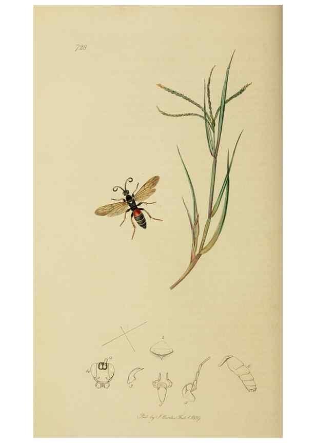 Reproducción/Reproduction 8044238743: British entomology;. London,Printed for the author,1823-40.