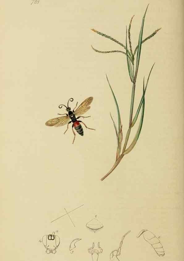 Reproducción/Reproduction 8044238743: British entomology;. London,Printed for the author,1823-40.