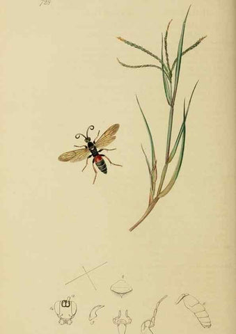 Reproducción/Reproduction 8044238743: British entomology;. London,Printed for the author,1823-40.