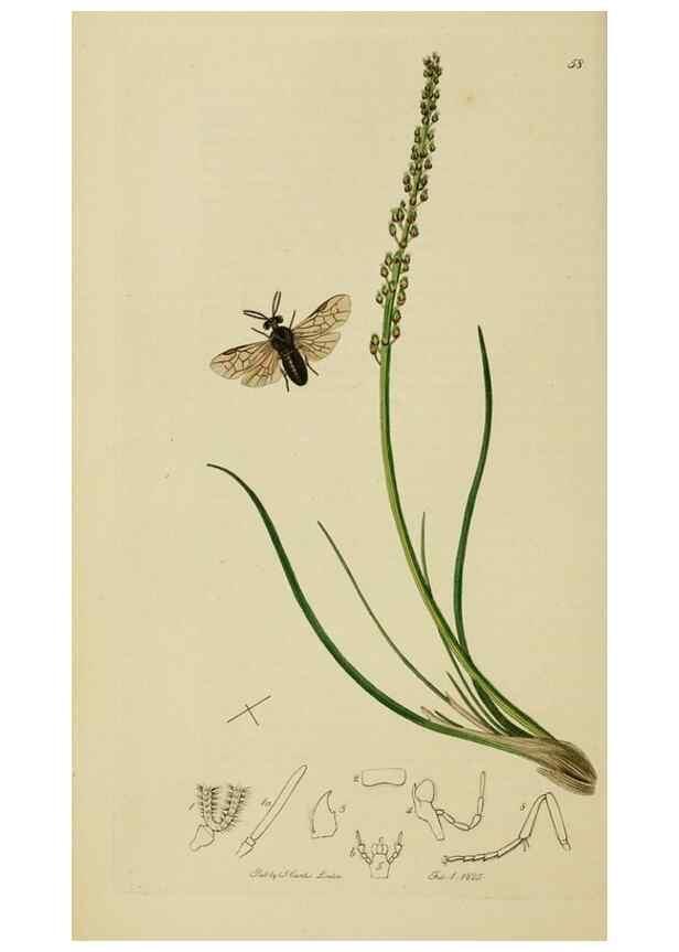 Reproducción/Reproduction 8044228189: British entomology;. London,Printed for the author,1823-40.