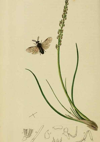 Reproducción/Reproduction 8044228189: British entomology;. London,Printed for the author,1823-40.