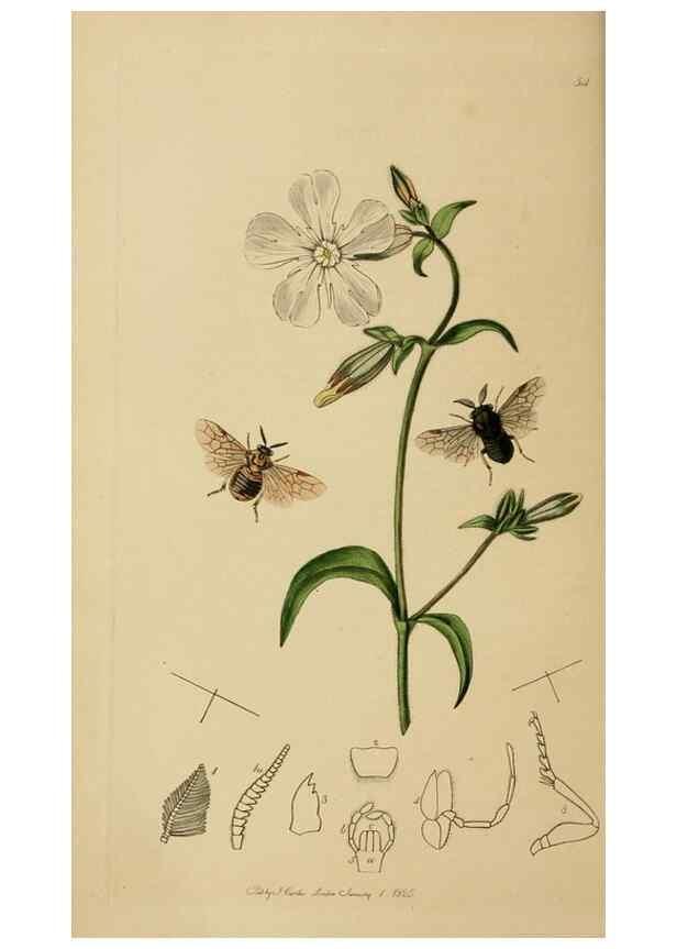 Reproducción/Reproduction 8044227615: British entomology;. London,Printed for the author,1823-40.
