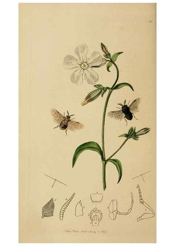 Reproducción/Reproduction 8044227615: British entomology;. London,Printed for the author,1823-40.
