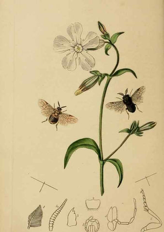 Reproducción/Reproduction 8044227615: British entomology;. London,Printed for the author,1823-40.