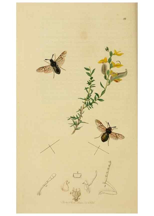 Reproducción/Reproduction 8044226789: British entomology;. London,Printed for the author,1823-40.