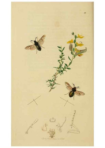 Reproducción/Reproduction 8044226789: British entomology;. London,Printed for the author,1823-40.
