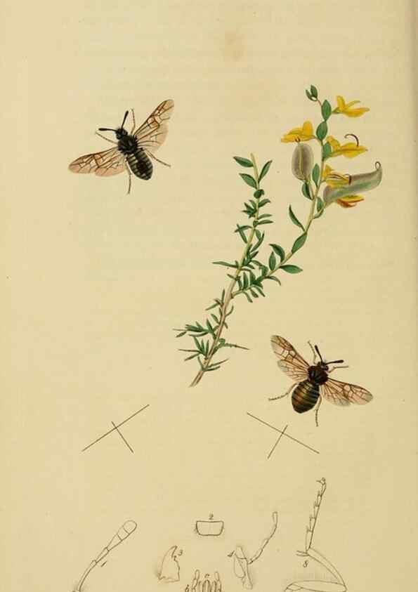 Reproducción/Reproduction 8044226789: British entomology;. London,Printed for the author,1823-40.
