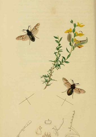 Reproducción/Reproduction 8044226789: British entomology;. London,Printed for the author,1823-40.
