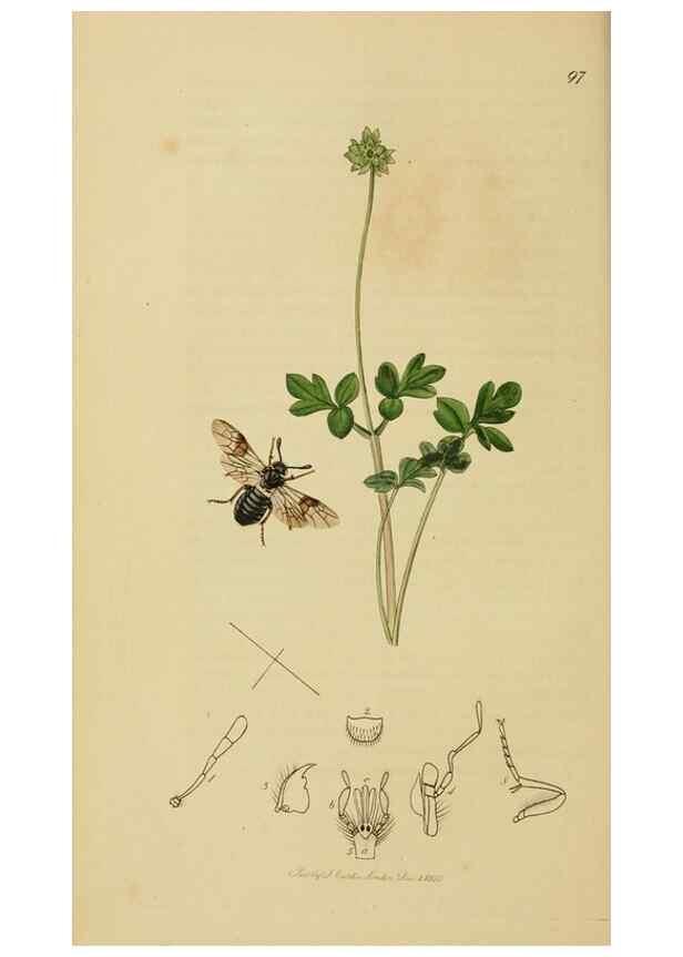 Reproducción/Reproduction 8044226151: British entomology;. London,Printed for the author,1823-40.