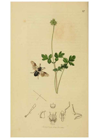 Reproducción/Reproduction 8044226151: British entomology;. London,Printed for the author,1823-40.
