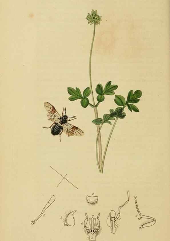 Reproducción/Reproduction 8044226151: British entomology;. London,Printed for the author,1823-40.